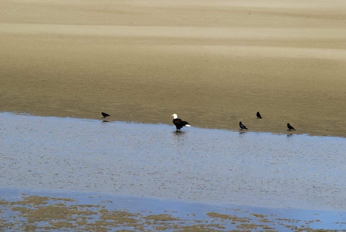 A bald eagle stands in shallow water alongside smaller black birds on a sandy shore.
